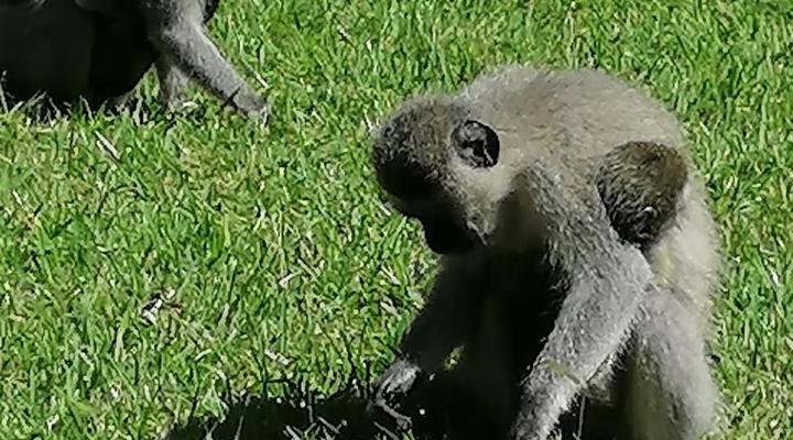 Hillton Manor Guest House