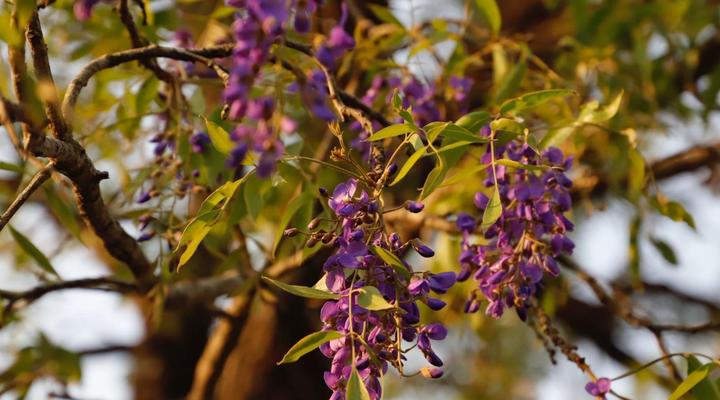 Chestnut Country Lodge