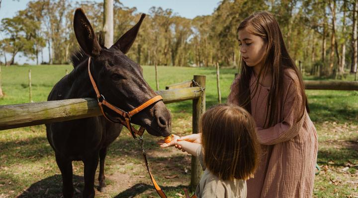 AfriCamps at Oakhurst