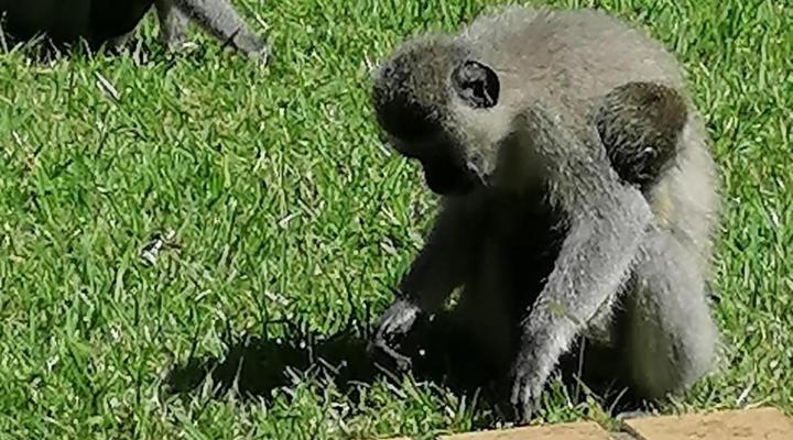 Hillton Manor Self-catering Apartments