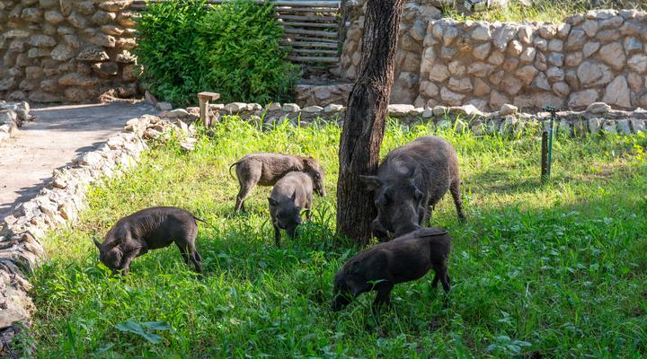 Foxy Crocodile Bush Lodge & Kruger Safaris