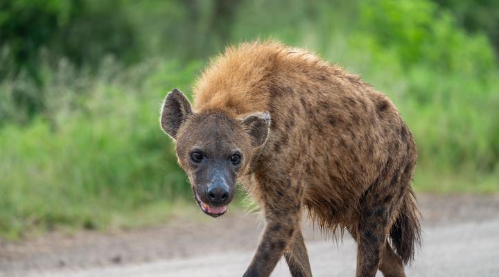 Foxy Crocodile Bush Lodge & Kruger Safaris