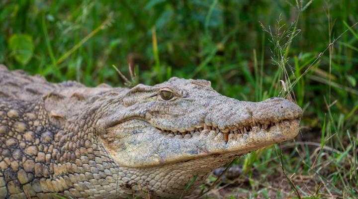 Foxy Crocodile Bush Lodge & Kruger Safaris