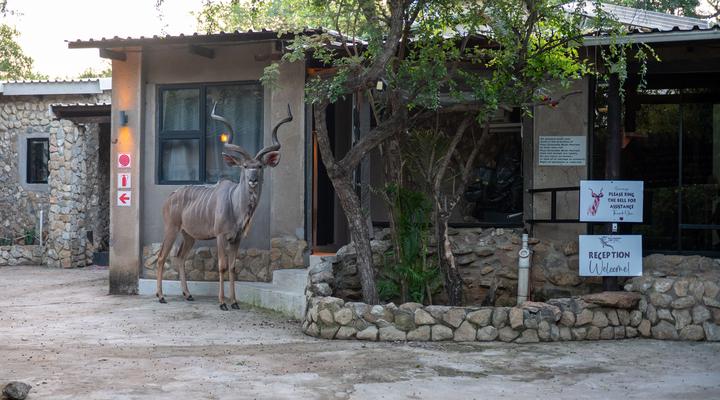 Foxy Crocodile Bush Lodge & Kruger Safaris