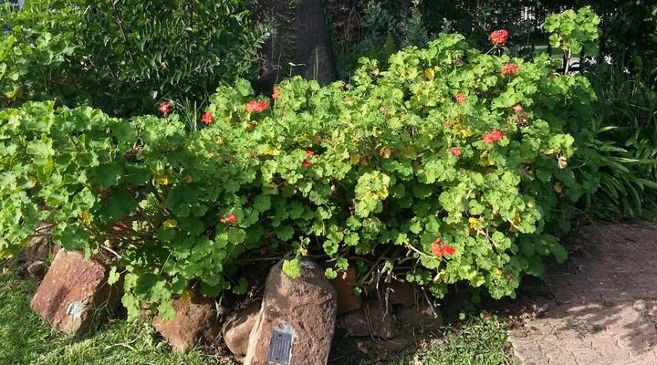 Boer en Brit Self-Catering Guest House