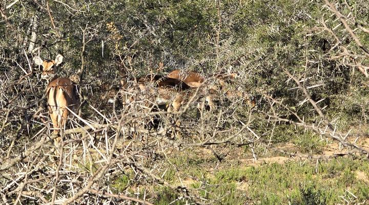 Kromrivier Farm Stays, Accommodation & Camping Venue