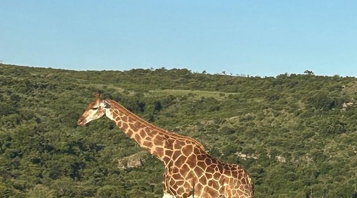 Esiweni Luxury Safari Lodge