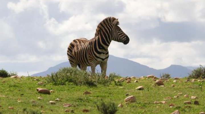 Indalu Game Reserve