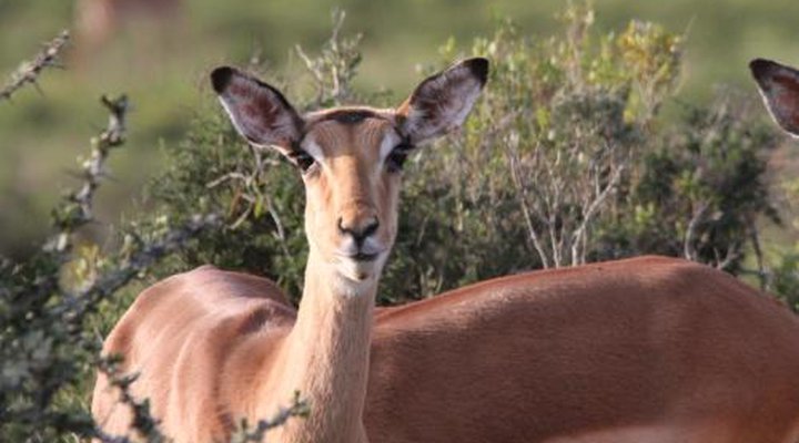 Indalu Game Reserve