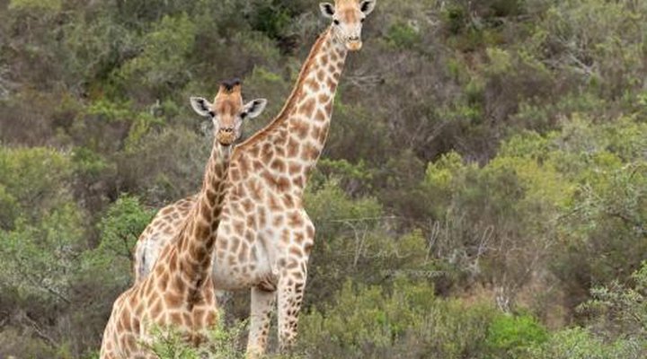 Indalu Game Reserve