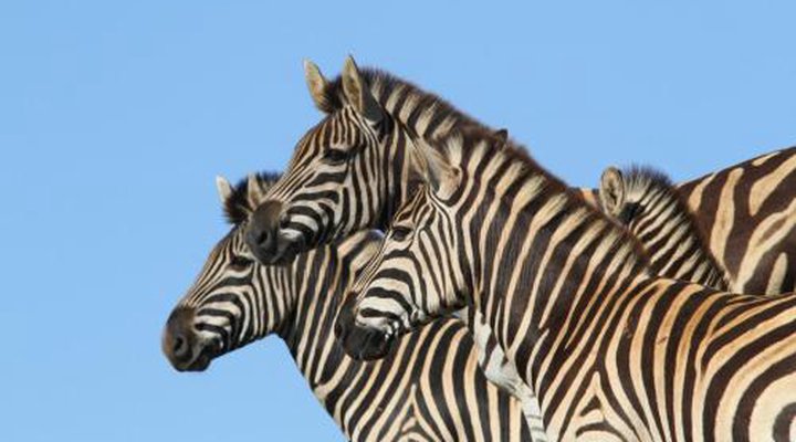 Indalu Game Reserve