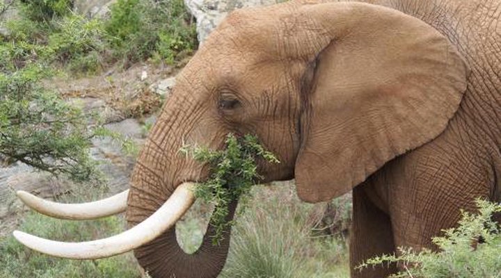 Indalu Game Reserve