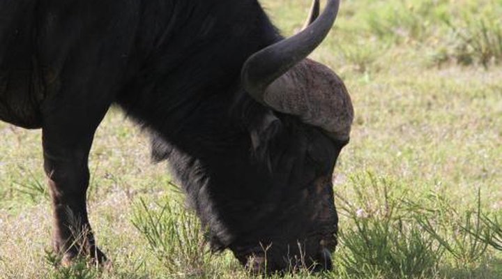Indalu Game Reserve