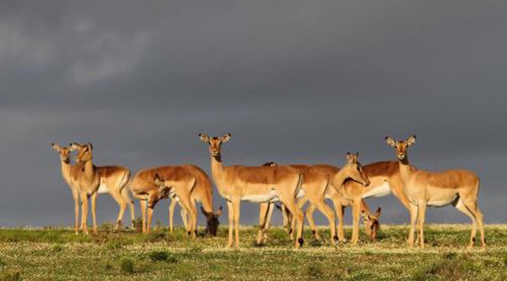 Indalu Game Reserve