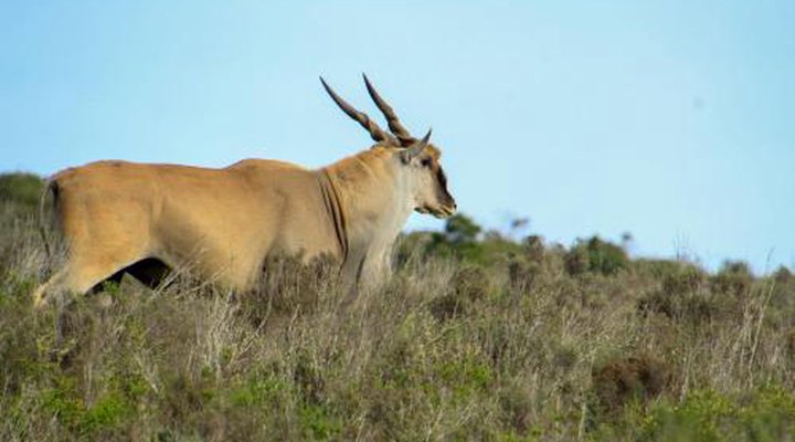 Indalu Game Reserve