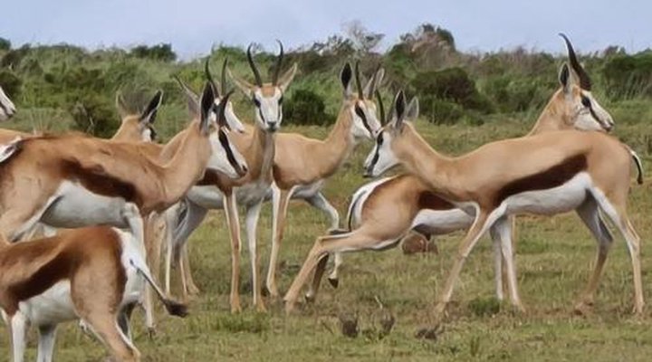 Indalu Game Reserve