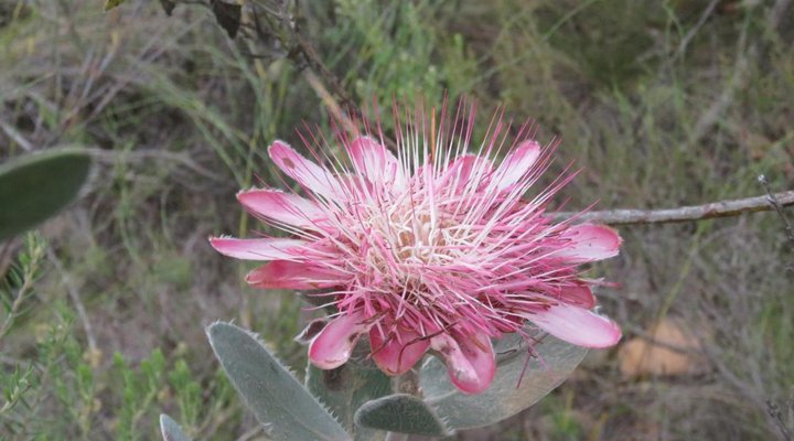 Swartberg Backpackers