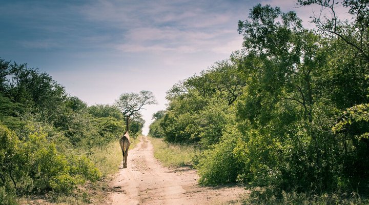 Nyumbani Estate Bush Lodge