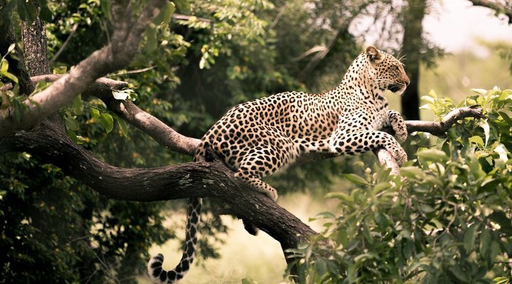 Nyumbani Estate Bush Lodge