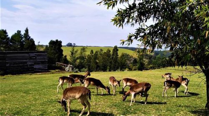 Green Hills Forest Lodge