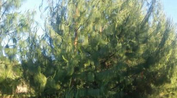 Woodcutters Guest House & Cottage