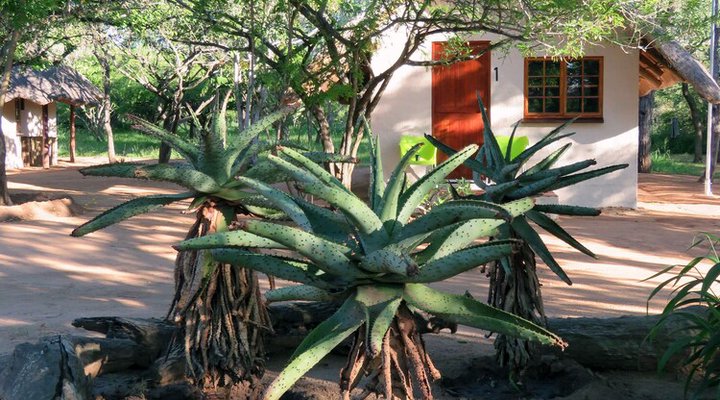 Wild Dogs Safari Lodge