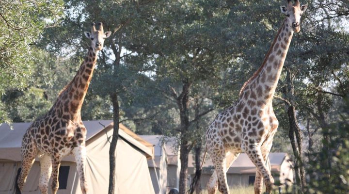 Unyati Safari Lodge