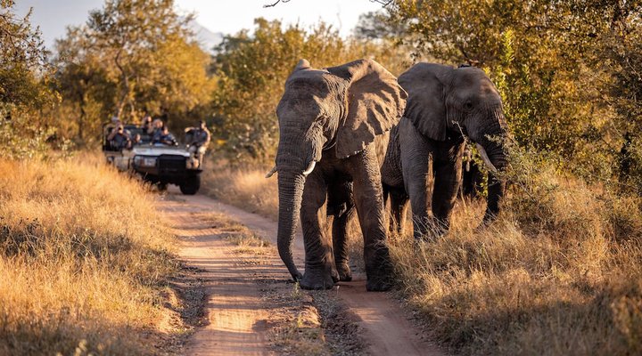 Kapama Buffalo Camp