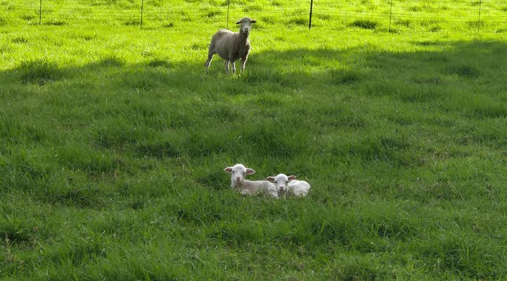 Glen Avon Farm