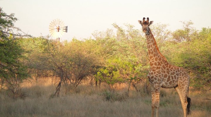 Olievenhoutsrus Guest- & Game Farm