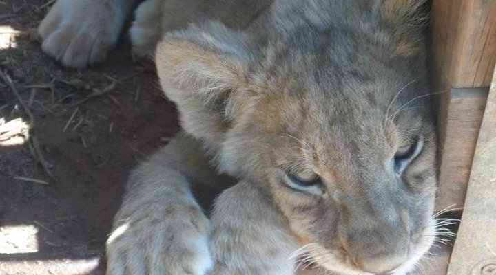 Toeka Accommodation, Restaurant and Predator Park