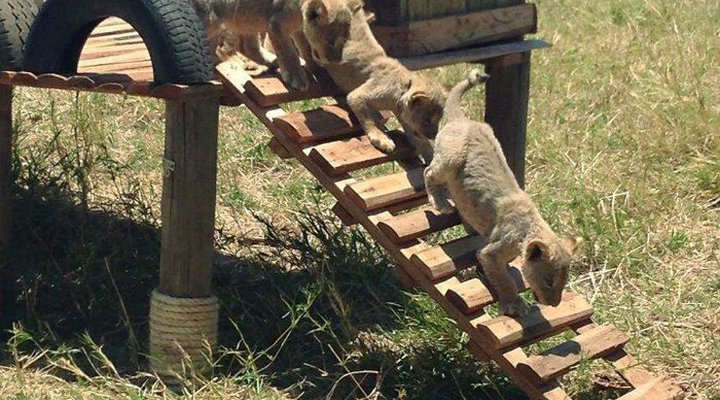 Toeka Accommodation, Restaurant and Predator Park