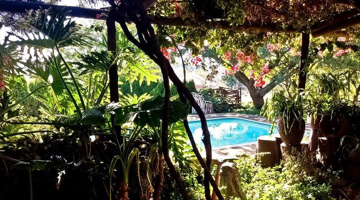 Norfolk Pine Guest House