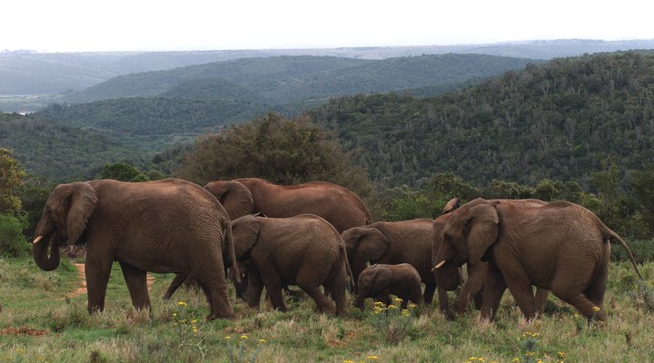 Kariega Game Reserve - The Homestead