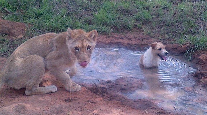 Toeka Accommodation, Restaurant and Predator Park