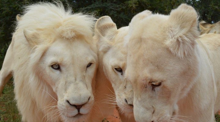 Toeka Accommodation, Restaurant and Predator Park