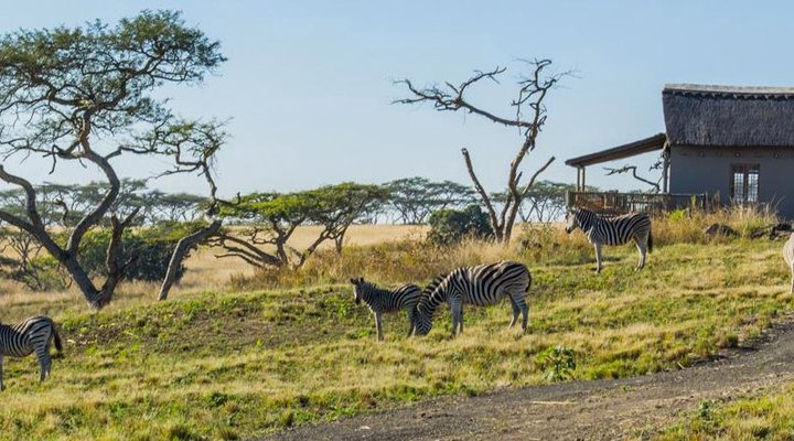 Ukuthula Lodge