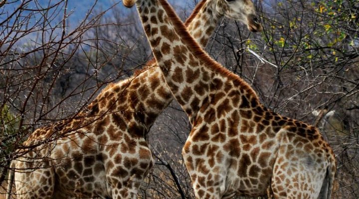 Pumzika Game Farm and Eco-Estate