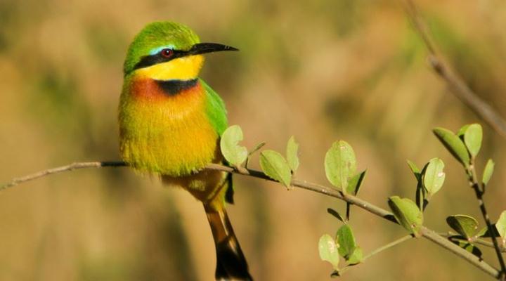 RETURN Africa - Pafuri Camp