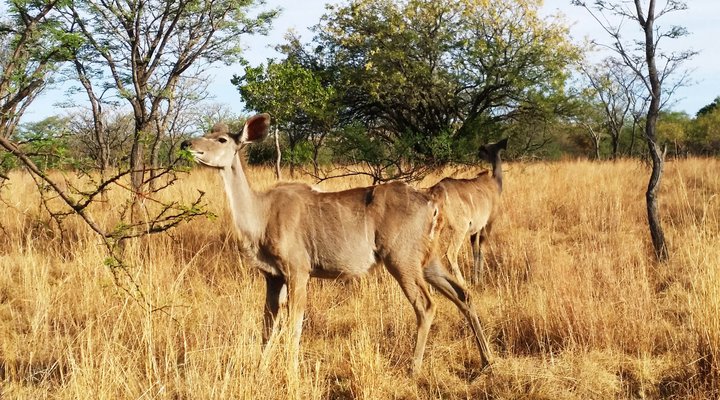 Kumbagana Game Lodge