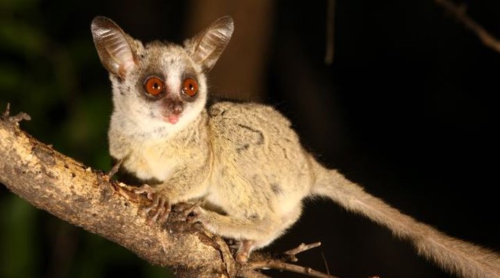 Masorini Bush Lodge