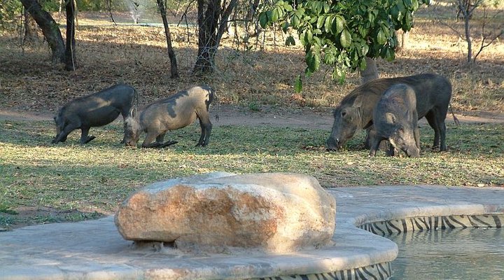 Masorini Bush Lodge