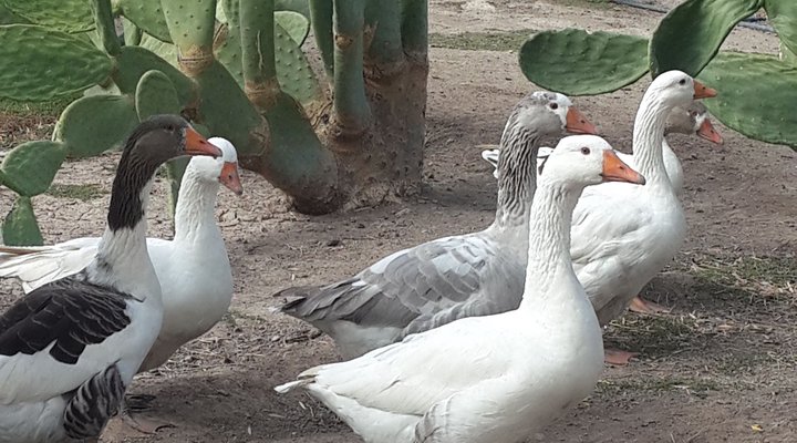 Gamka Olives Farm Accommodation