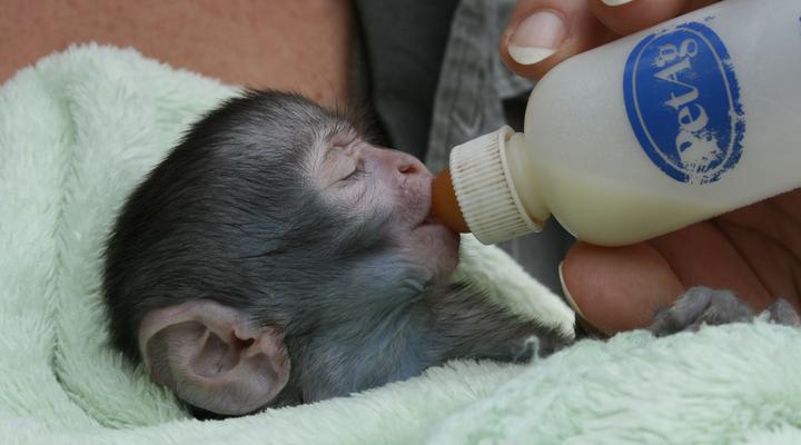 Bambelela Wildlife Care & Guest Farm