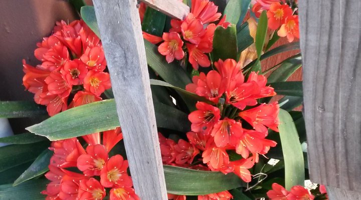 Clivia Huis