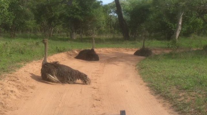 Ingulule Safari Camp