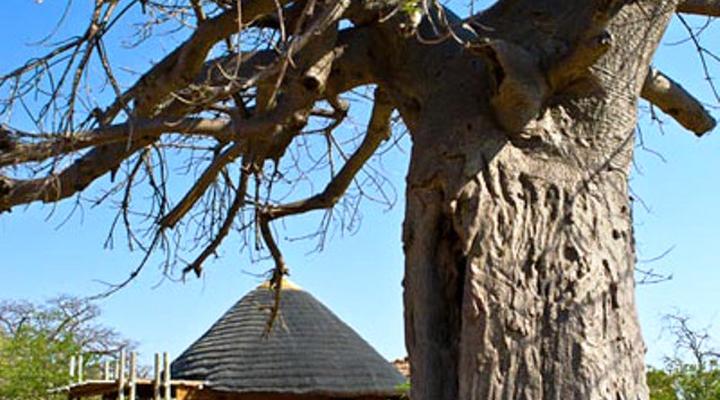SANParks Leokwe Rest Camp Mapungubwe National Park