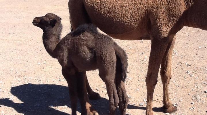 Shooting Stars Bivouac