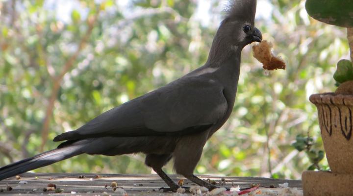 Phokoje Bed and Breakfast