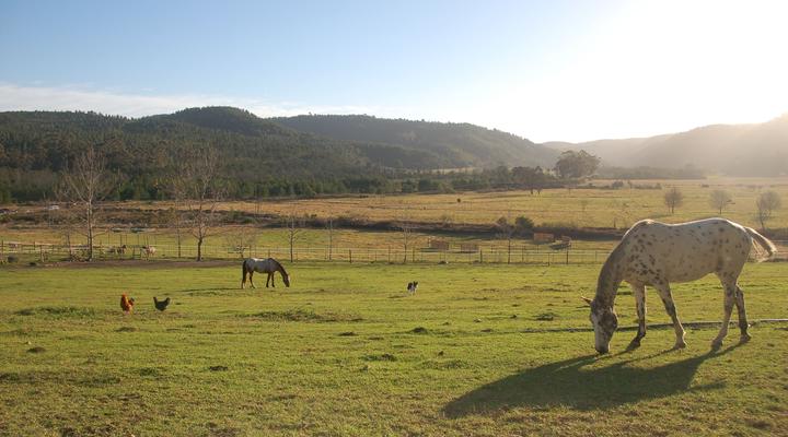 Gratitude Horse Farm